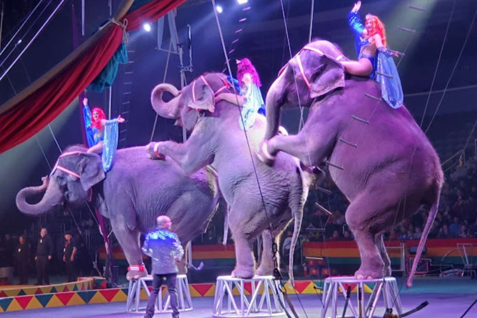 Photo of Ladies riding circus elephants