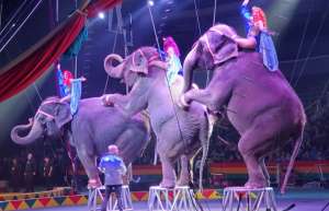 Thumbnail photo of Ladies riding circus elephants