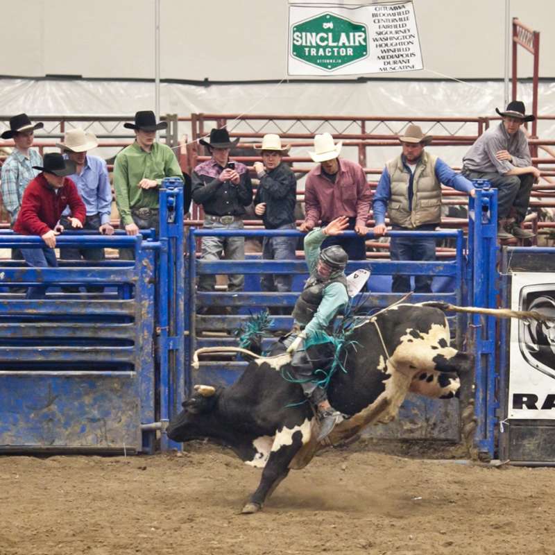 Bull rider during a rodeo
